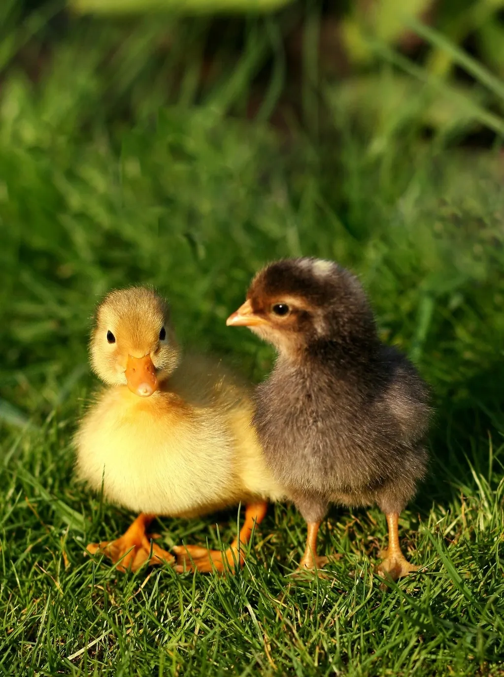 Farm Image 2